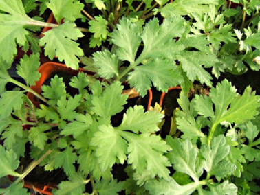 Armoise blanche de Chine Armoise blanche de Chine