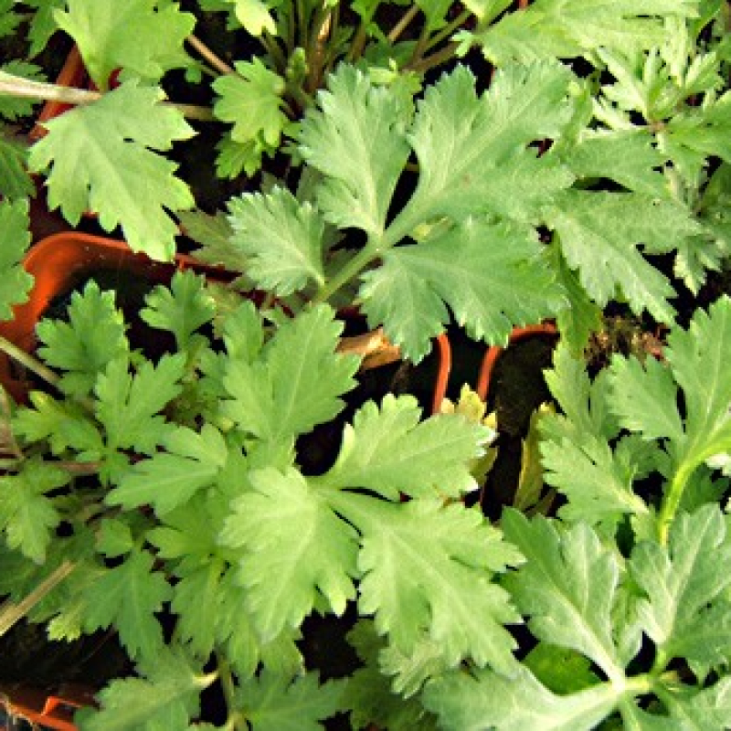 Armoise blanche de Chine Armoise blanche de Chine