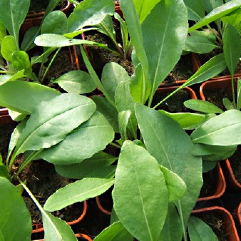 Pastel des teinturiers