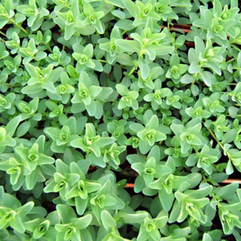 Millepertuis Millepertuis