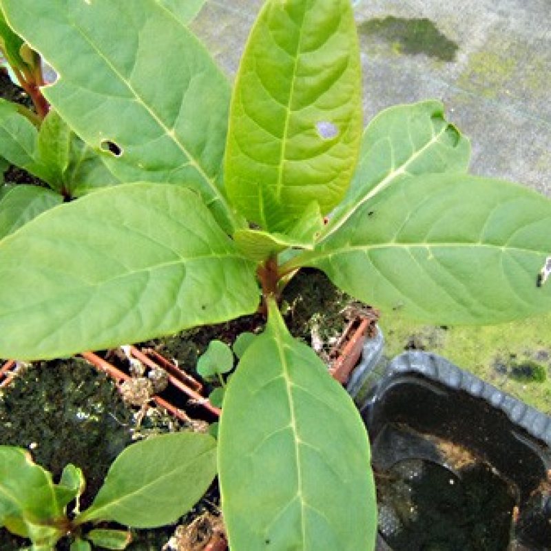 Phytolaque américain