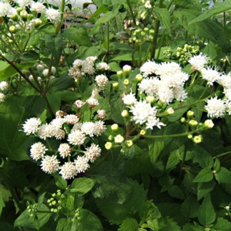 Eupatoire aromatique Eupatoire aromatique