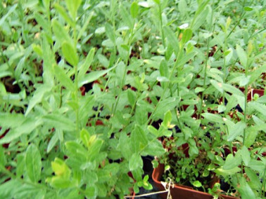 Genêt des teinturiers