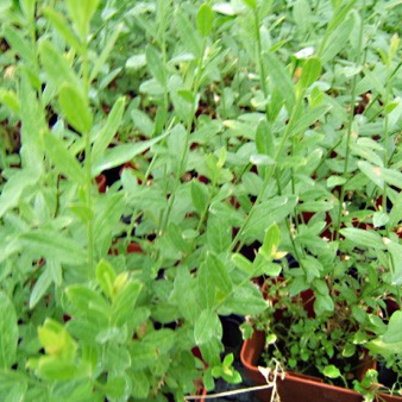 Genêt des teinturiers