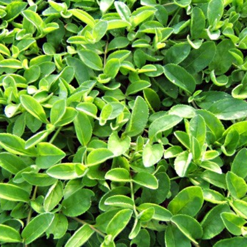 Véronique officinale Véronique officinale