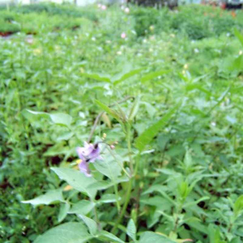 Douce-amère Douce-amère