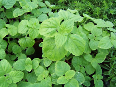 Calamenthe des bois Calamenthe des bois