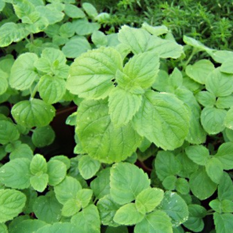 Calamenthe des bois Calamenthe des bois