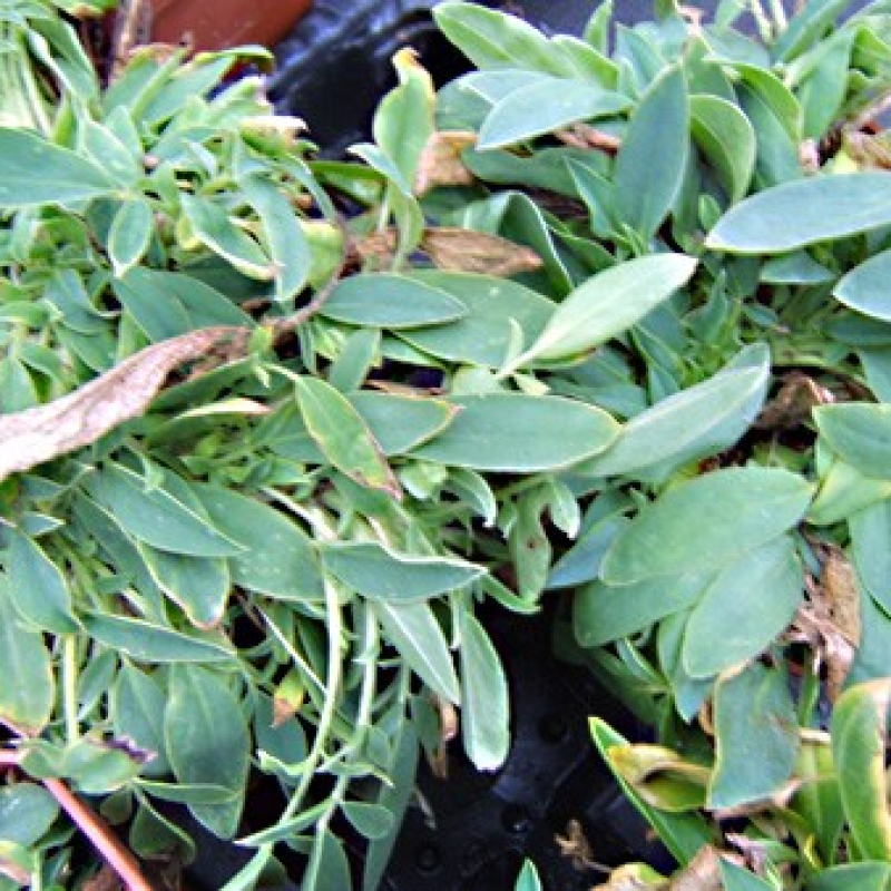 Anthyllide vulnéraire