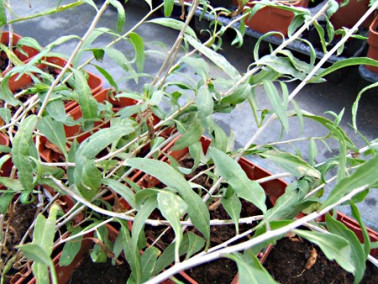 Arbre de goji Arbre de goji