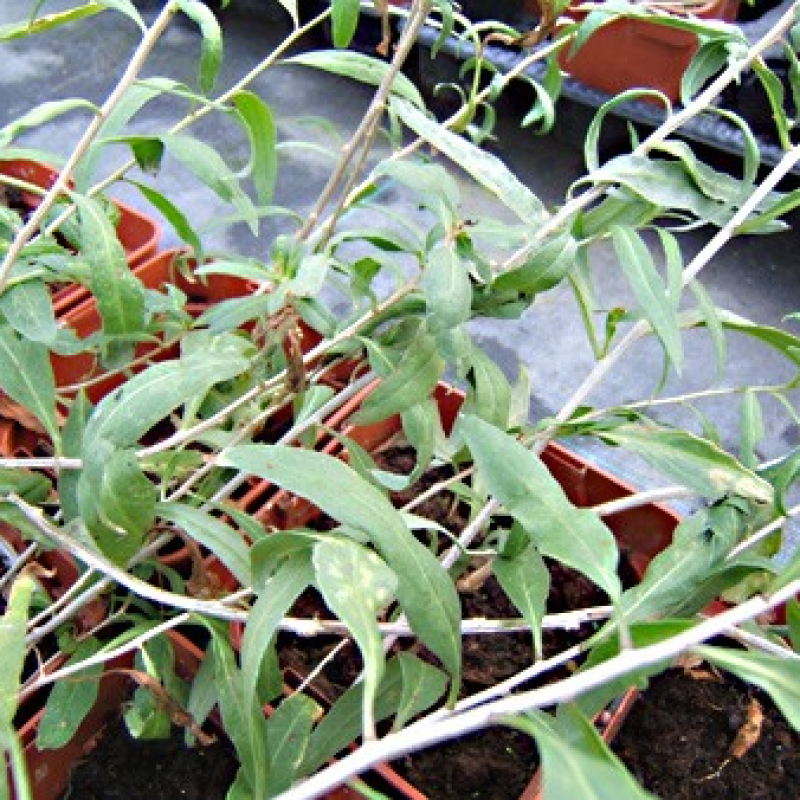 Arbre de goji Arbre de goji