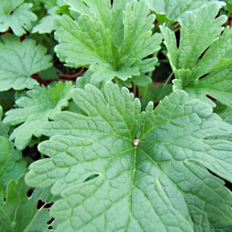 Agripaume de Chine Agripaume de Chine