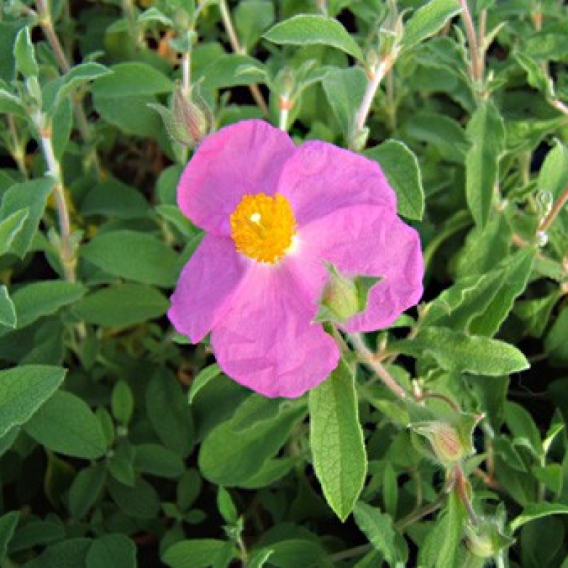 Ciste à gomme à feuilles velues Ciste à gomme à feuilles velues