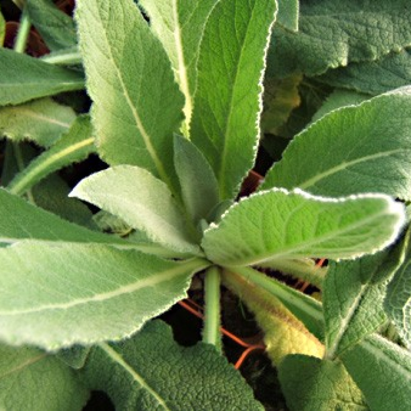 Molène à fleurs denses