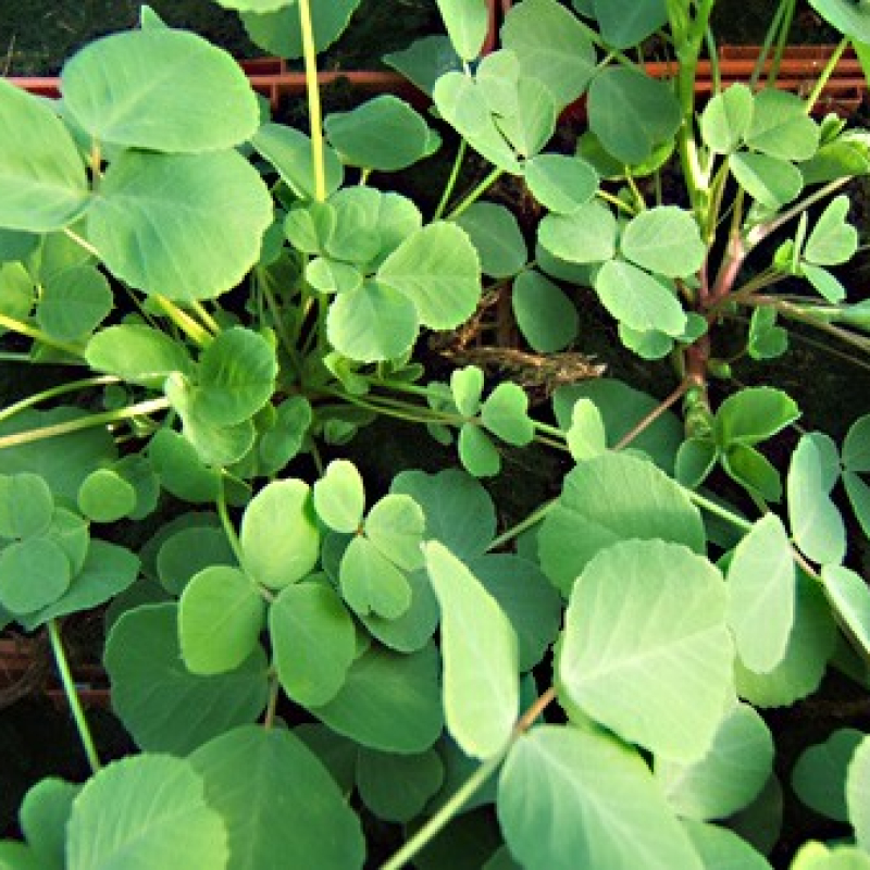 Mélilot officinal Mélilot officinal