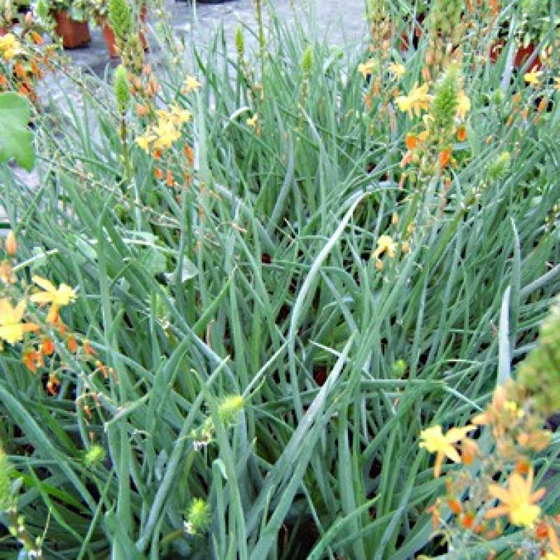 Bulbine Bulbine