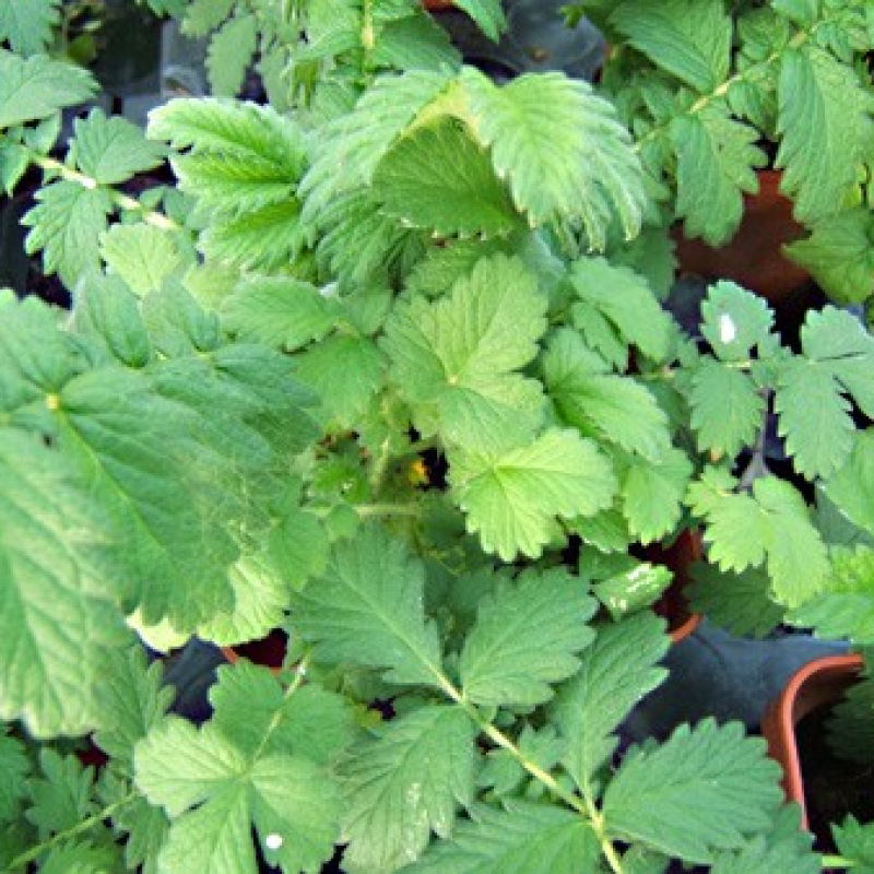 Aigremoine eupatoire Aigremoine eupatoire