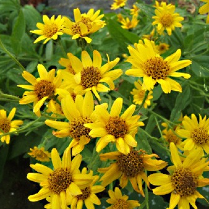 Arnica des plaines