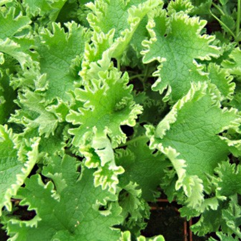 Agripaume Grobbebol Agripaume Grobbebol