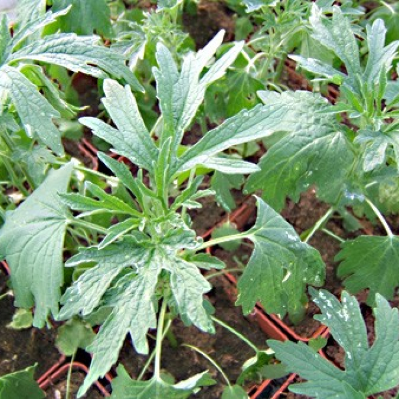Agripaume de Chine à fleurs blanches Agripaume de Chine à fleurs blanches