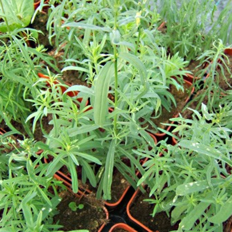 Linaire commune Linaire commune