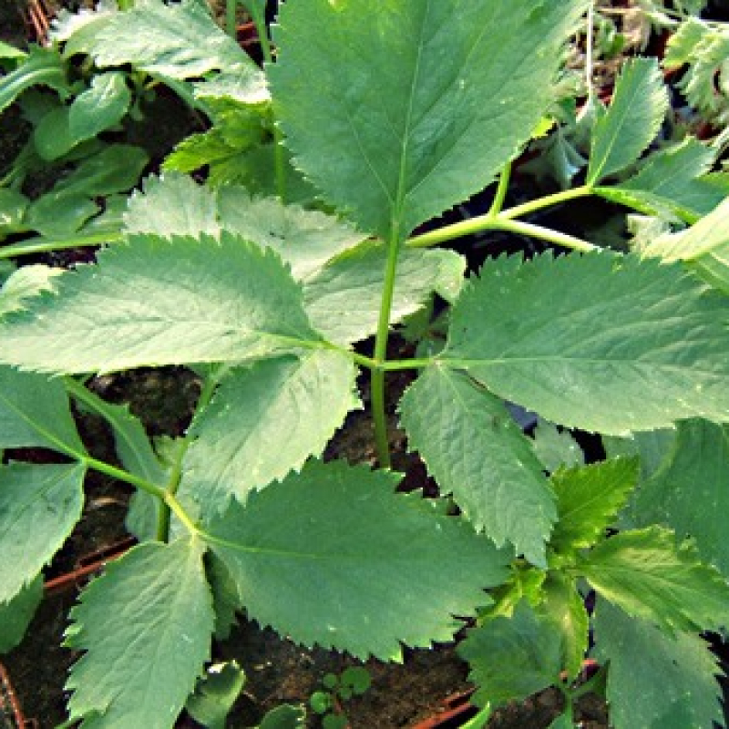 Angélique asiatique