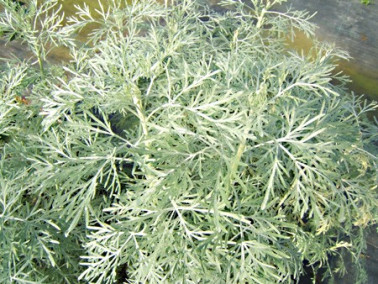 Armoise herbe blanche Armoise herbe blanche