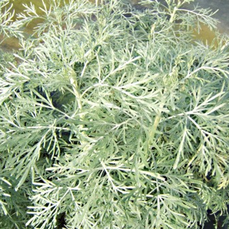 Armoise herbe blanche Armoise herbe blanche