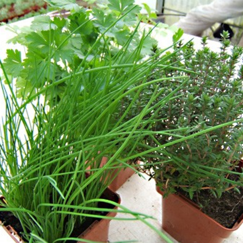 Thym commun, Persil commun, Ciboulette