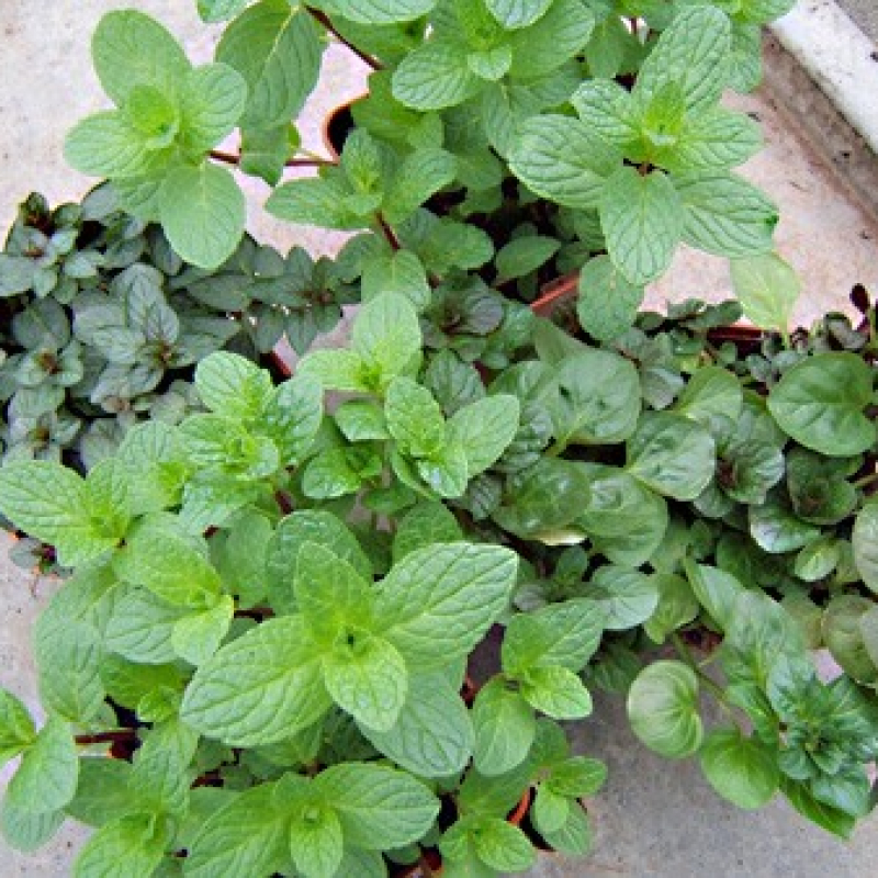 Lot de 4 menthes différentes