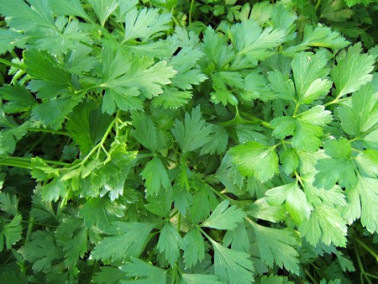 Lot de 3 persils communs et 3 persils frisés