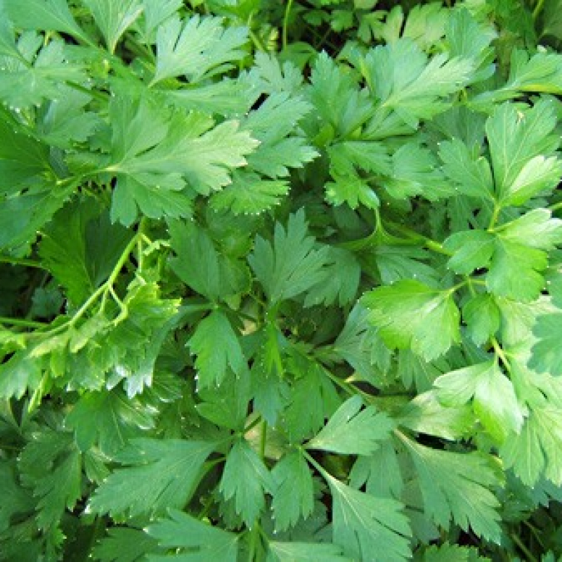 Lot de 3 persils communs et 3 persils frisés