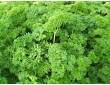 Persil frisé Persil frisé