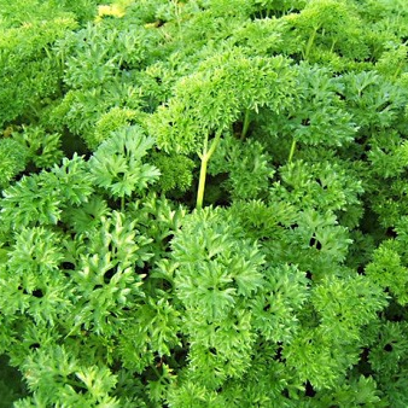 Lot de 3 Persils frisés Lot de 3 Persils frisés