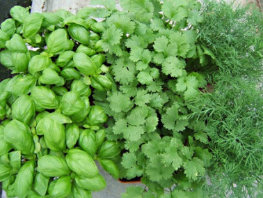 Offre de 3 plantes de saison.