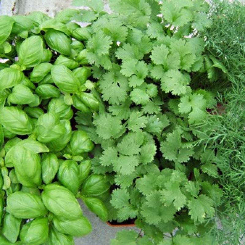 Offre de 3 plantes de saison. Offre de 3 plantes de saison.