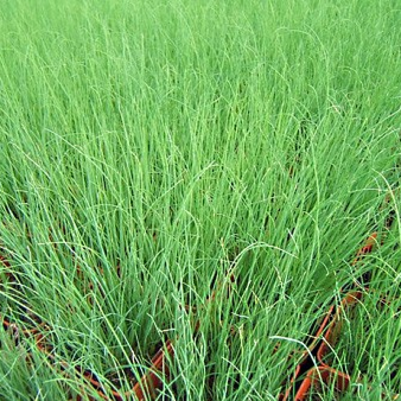 Lot de 3 ciboulettes Lot de 3 ciboulettes