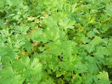 Lot de 6 Persils communs