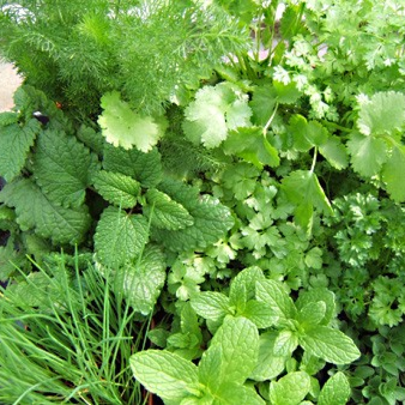 Assortiment de 9 aromatiques herbacées Assortiment de 9 aromatiques herbacées