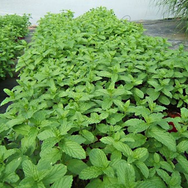 Lot de 3 menthes vertes