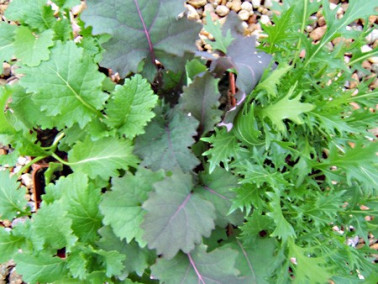 1er assortiment  de 3 plantes pour vos salades