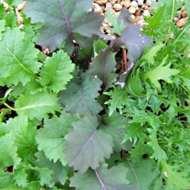 1er assortiment de 3 plantes pour vos salades 1er assortiment de 3 plantes pour vos salades