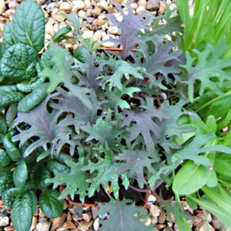 2ème assortiment pour vos salades 2ème assortiment pour vos salades