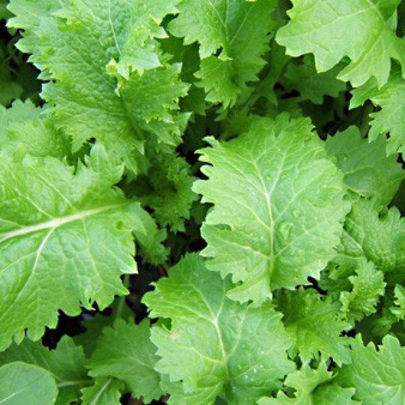 2 pots moutarde de Chine hakarachi pour le prix d'un! 2 pots moutarde de Chine hakarachi pour le prix d'un!