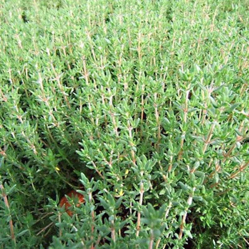 Lot 12 Thyms communs