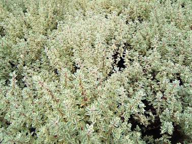 Lot 6 Thyms communs panachés