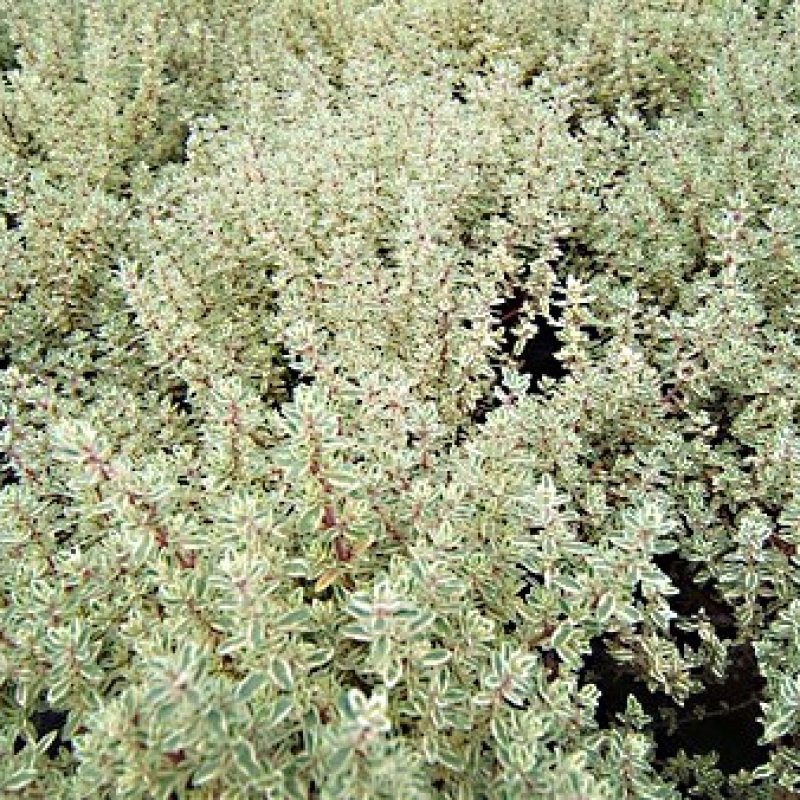 Lot 12 Thyms communs panachés Lot 12 Thyms communs panachés