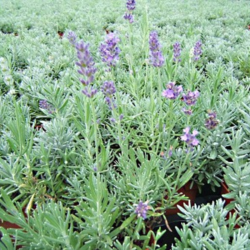 Lot 24 lavandes vraies