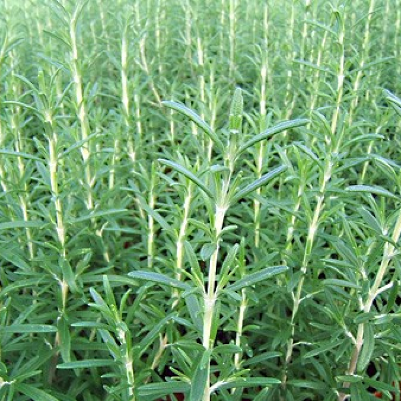 Lot 6 romarins Lot 6 romarins