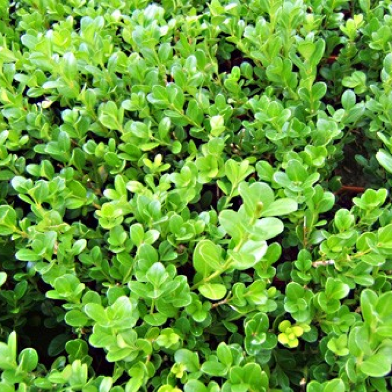 Lot 24 Buis à Bordure microphylla Faulkner
